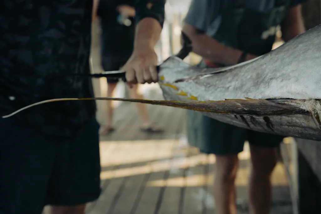 Yellowfin Tuna Sickle in Venice, LA