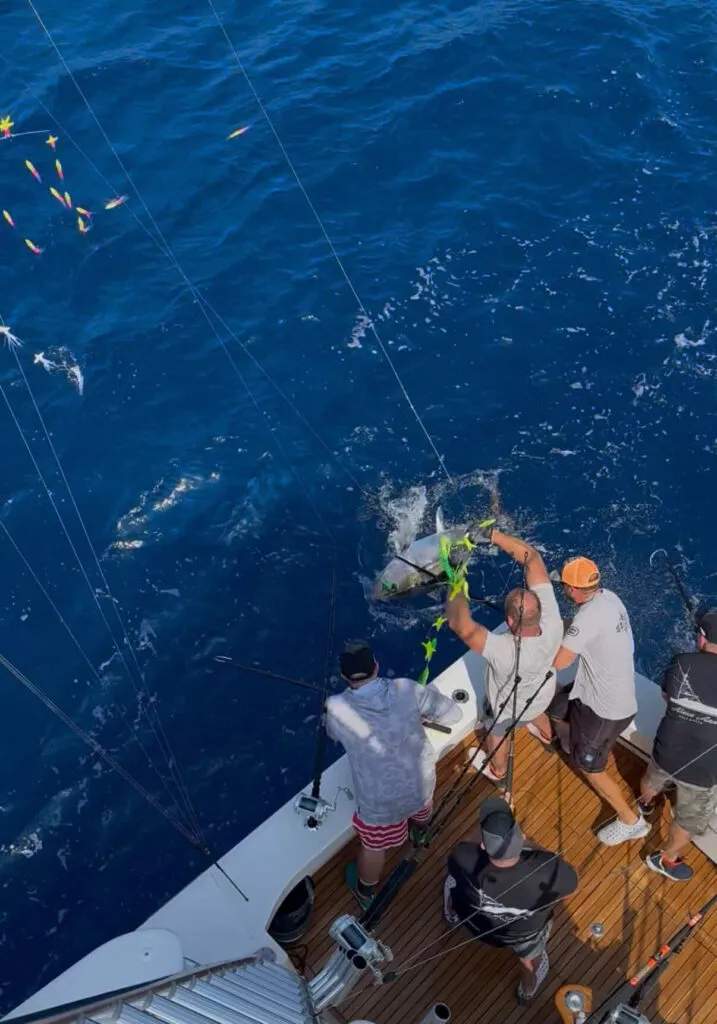 Big eye tuna caught on ChatterLures 36" Splash Bar in lemon lime about to be gaffed.