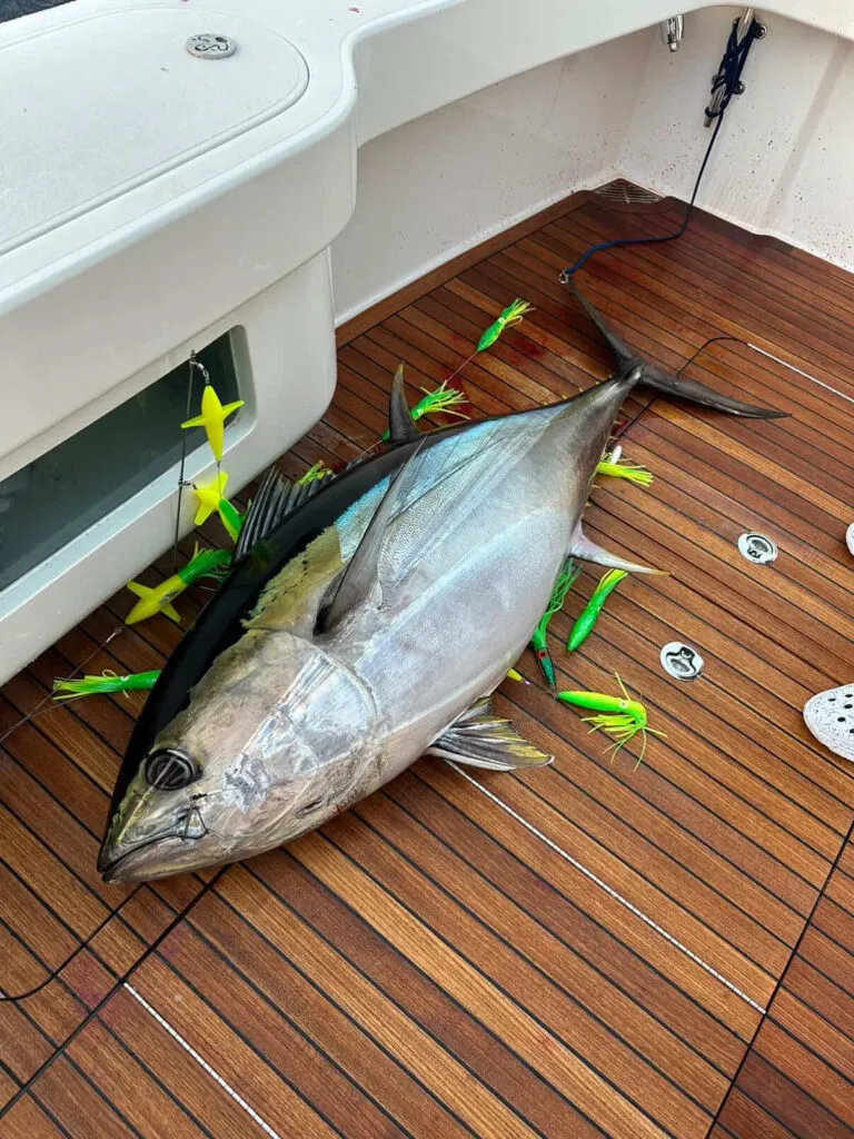 Big eye tuna caught on ChatterLures 36" Splash Bar in lemon lime.