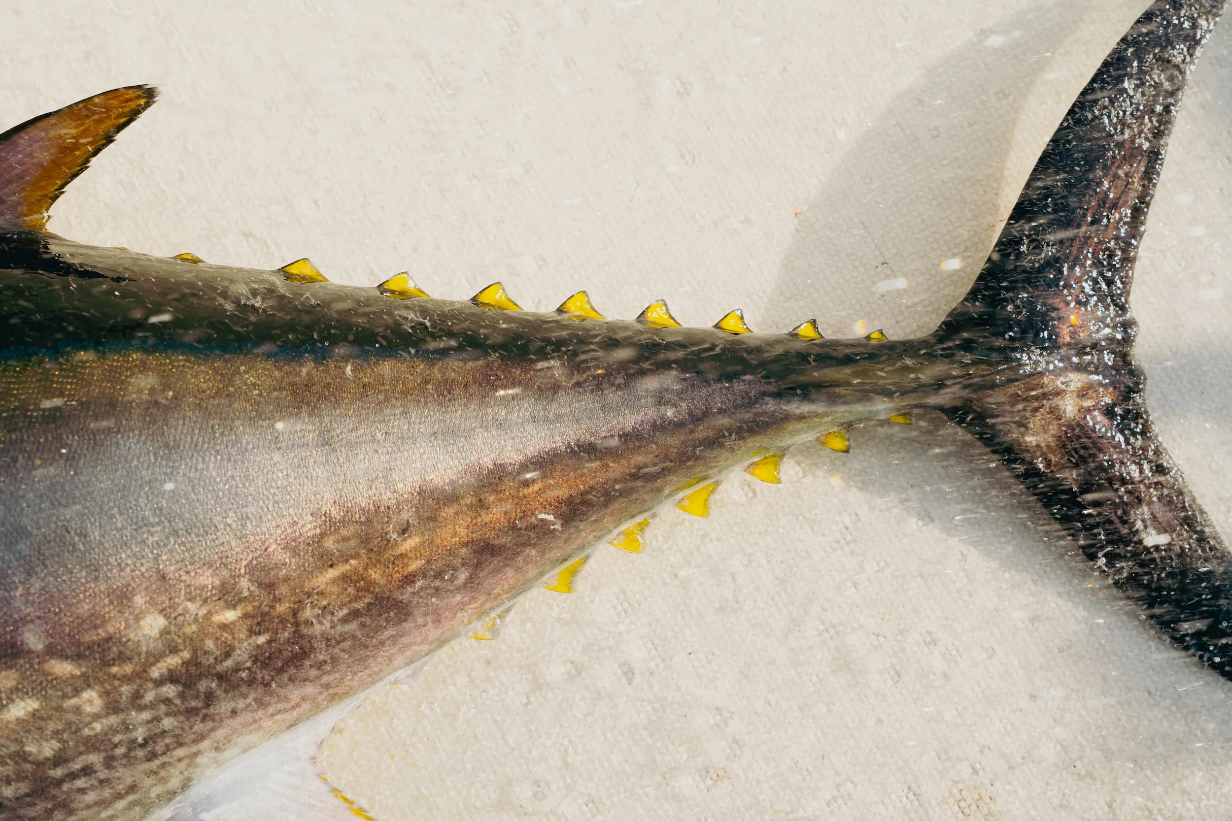 Yellowfin tuna finlets and tail.
