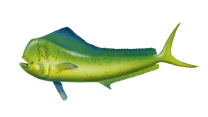 https://chatterlures.com/wp-content/uploads/2026/05/Mahi.webp