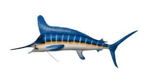 https://chatterlures.com/wp-content/uploads/2026/05/Marlin.webp
