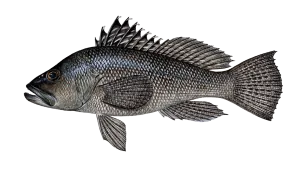 https://chatterlures.com/wp-content/uploads/2026/05/Sea-Bass.webp