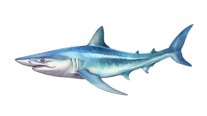 https://chatterlures.com/wp-content/uploads/2026/05/Shark.webp