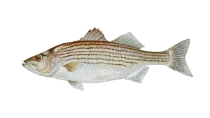 https://chatterlures.com/wp-content/uploads/2026/05/Striped-Bass.webp