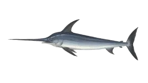 https://chatterlures.com/wp-content/uploads/2026/05/SwordFish.webp