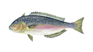 https://chatterlures.com/wp-content/uploads/2026/05/Tile-Fish.webp
