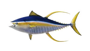 https://chatterlures.com/wp-content/uploads/2026/05/Tuna.webp