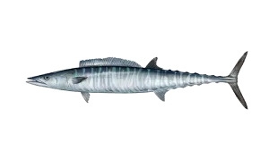 https://chatterlures.com/wp-content/uploads/2026/05/Wahoo.webp